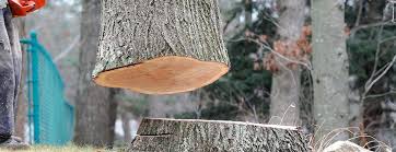 Best Tree Risk Assessment  in Woodbridge, VA